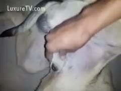 As this cutie jerks her pet's little ramrod for fun, the proud dog owner shows off their passion for cock.